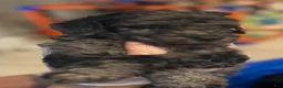Standard Poodle dogs for sale: Standard Poodle 1 - Ad 19