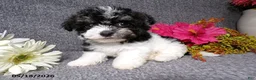 Havanese dogs for sale: Kesha - Ad 4