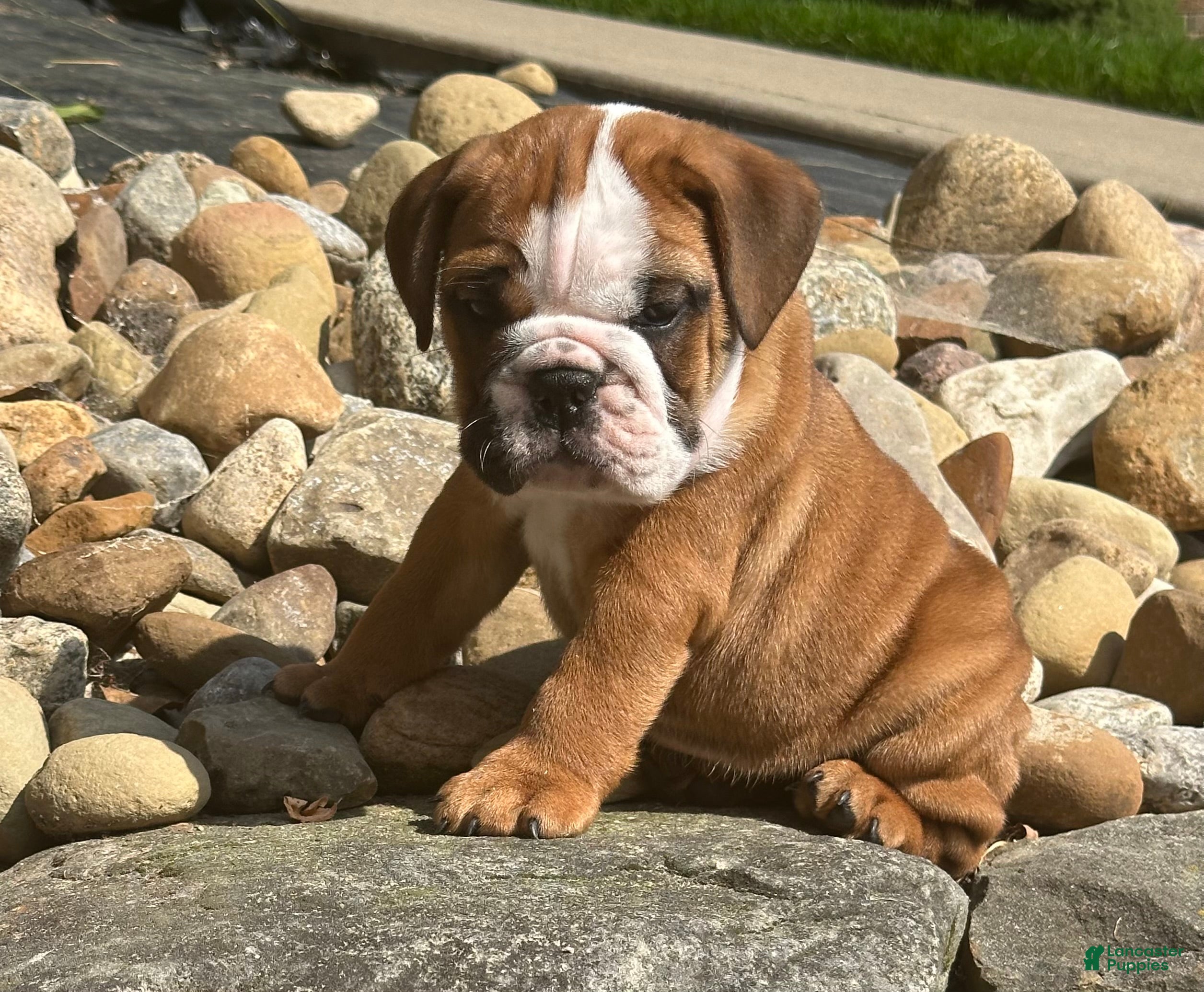 English Bulldog dogs Bennie - Ad 2