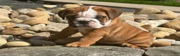 English Bulldog dogs for sale: Bennie - Ad 2