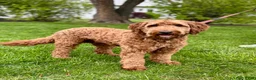 Double Doodle dogs for sale: Sadie - Ad 7