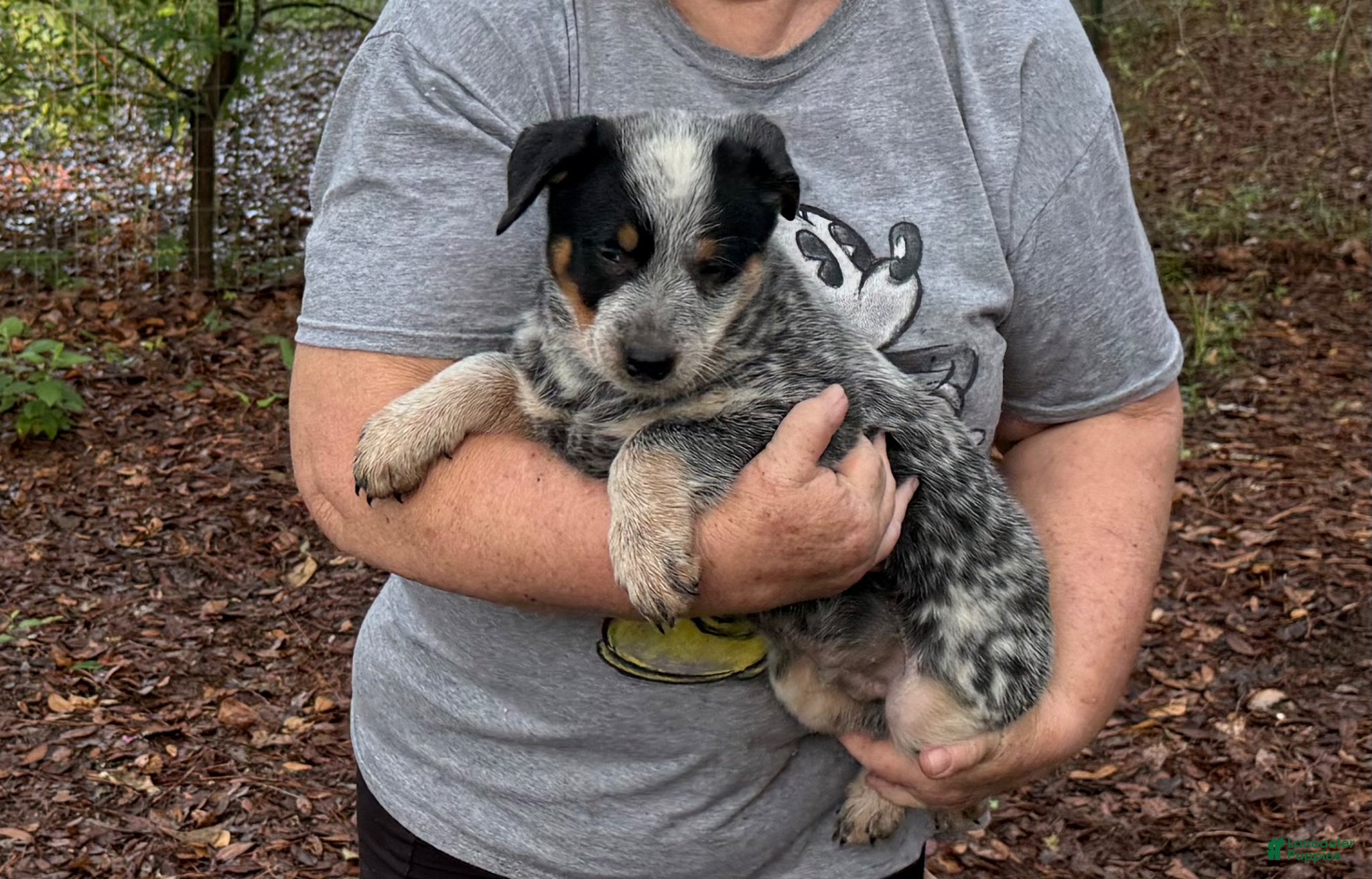 Australian Cattle Dog dogs for sale: Australian Cattle Dog Puppy 5 - Ad 3