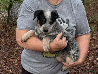 Australian Cattle Dog dogs for sale: Australian Cattle Dog Puppy 5 - Ad 3