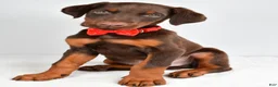 Doberman Pinscher dogs for sale: Hans - Ad 7