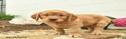 Golden Retriever dogs for sale: Clifford  - Ad 3