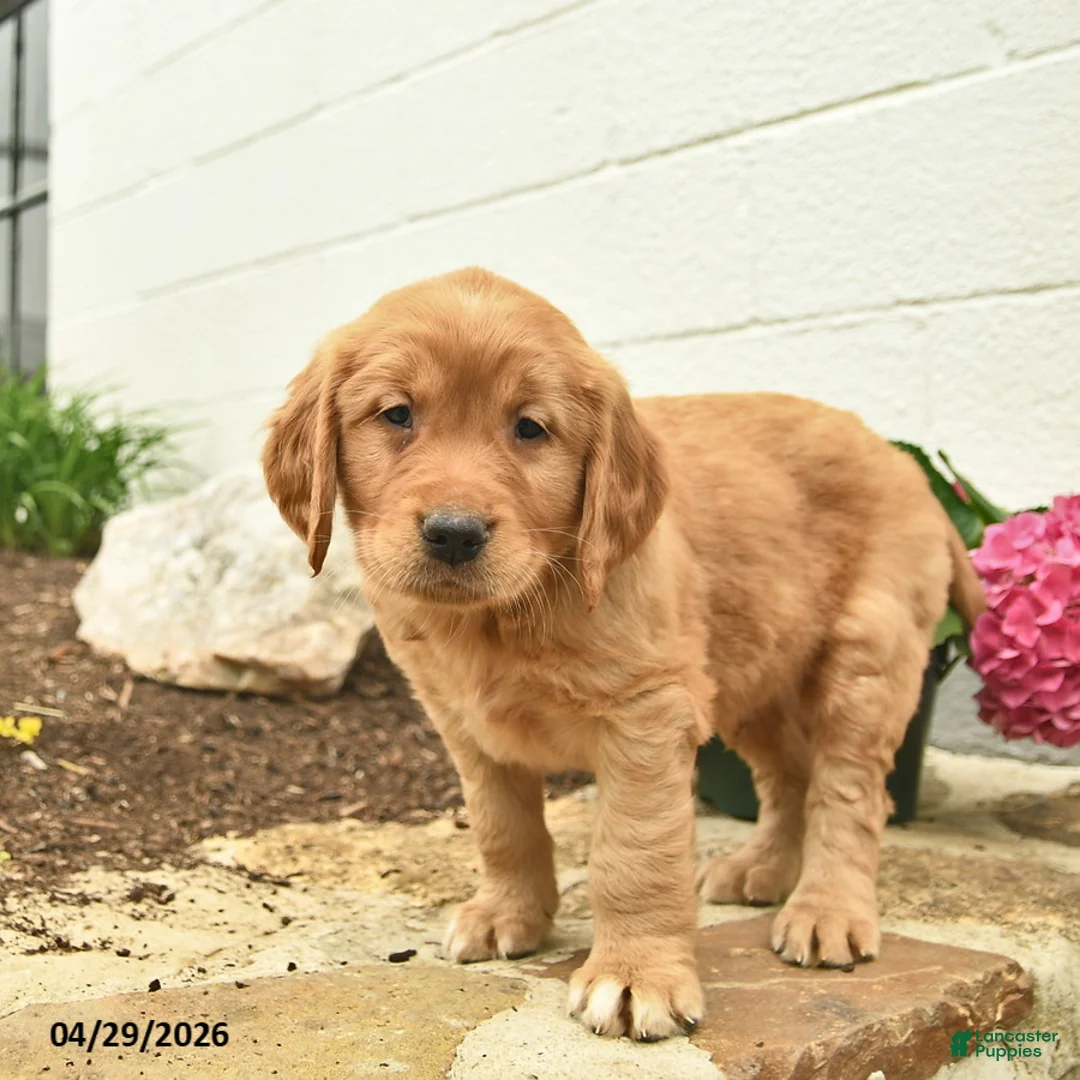 Golden Retriever dogs for sale: Clifford  - Ad 3