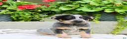 Australian Cattle Dog dogs for sale: Cody - Ad 5