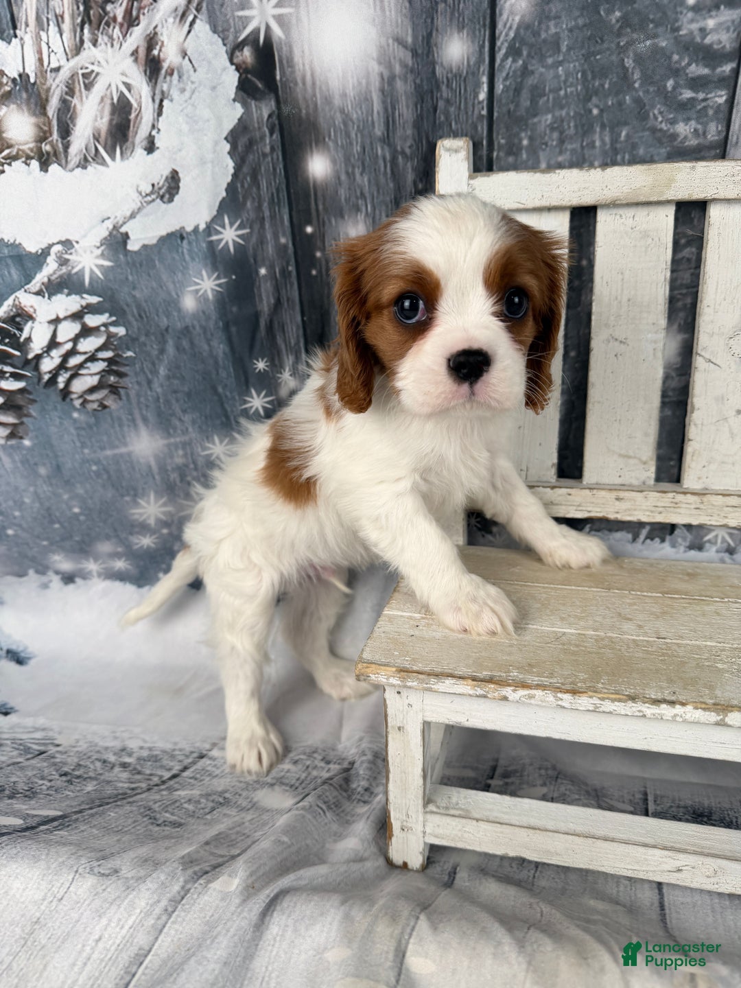 Cavalier King Charles Spaniel dogs for sale: Charlie - Ad 9