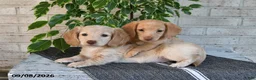 Miniature Dachshund dogs for sale: Oliver - Ad 3