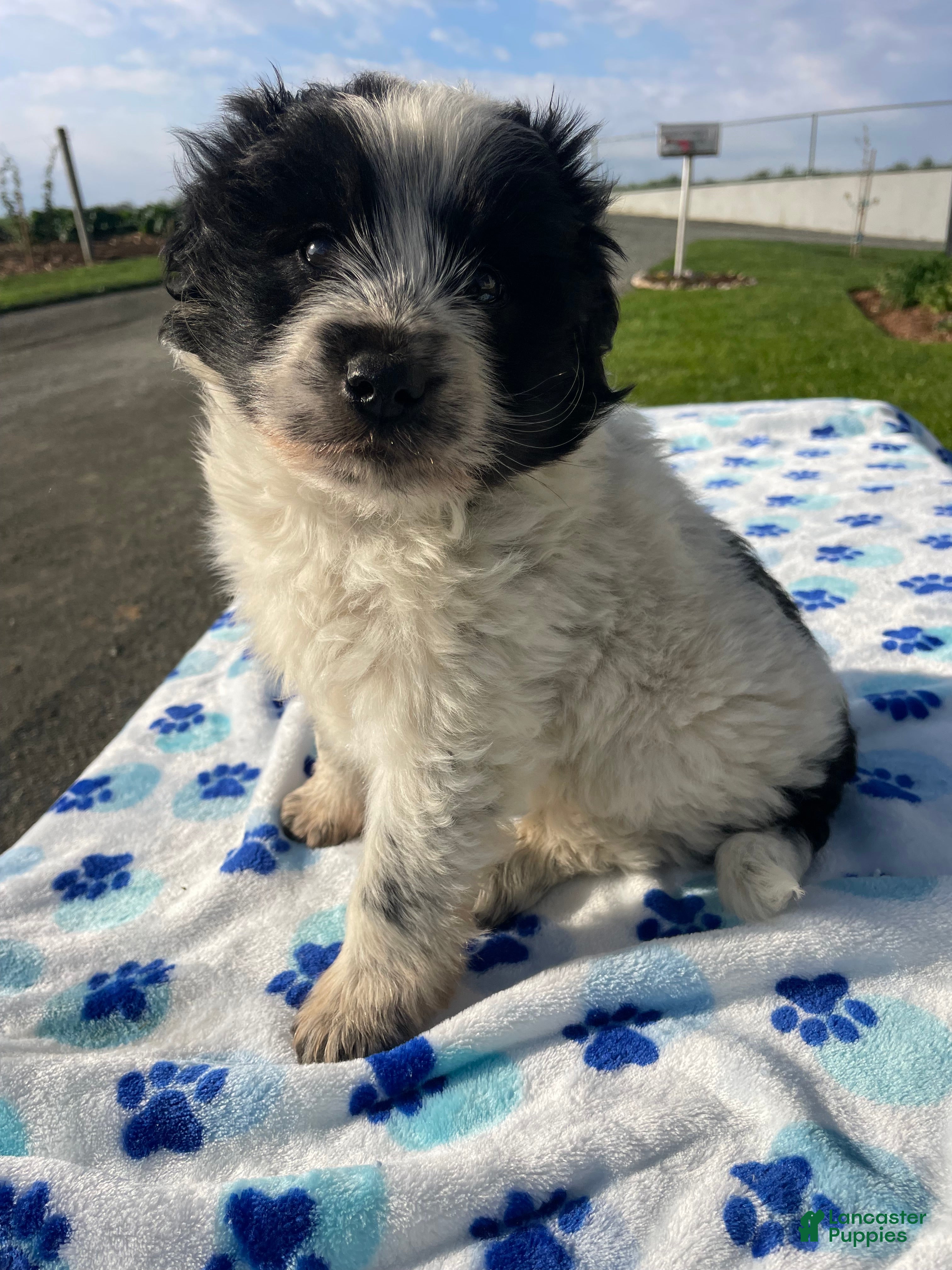 Mixed Breed dogs Ace - Ad 41