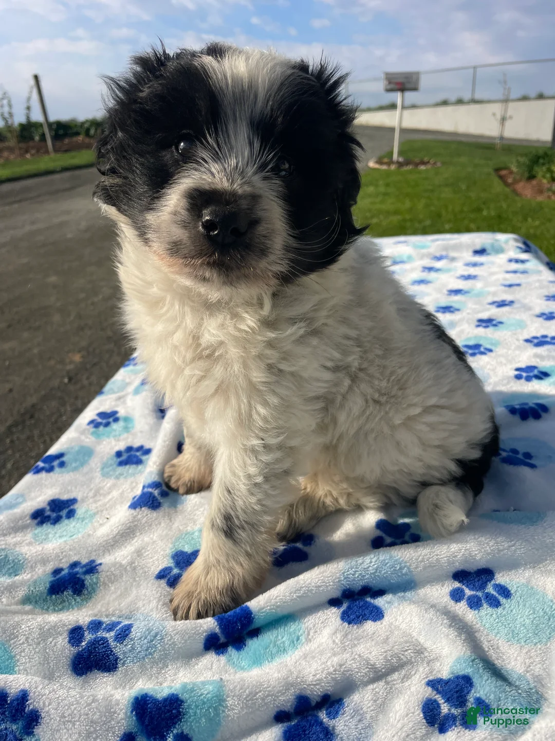 Mixed Breed dogs for sale: Ace - Ad 1