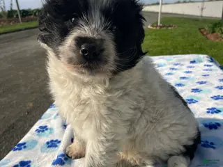 Mixed Breed dogs Ace - Ad 41