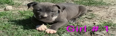 American Bully Puppy 1