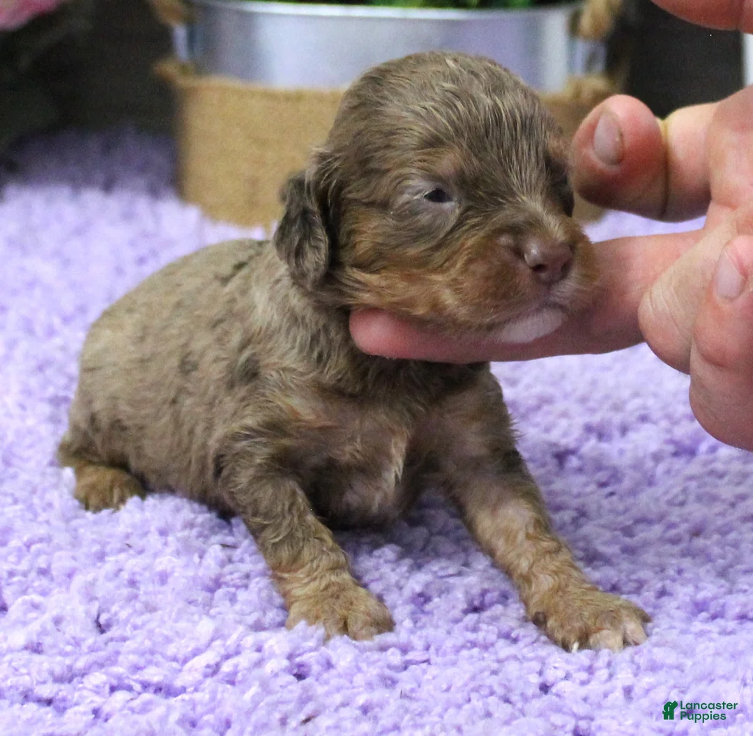 Cavapoo dogs for sale: #5 Male (Dawn's) - Ad 1
