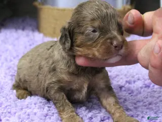 Cavapoo dogs #5 Male (Dawn's) - Ad 37
