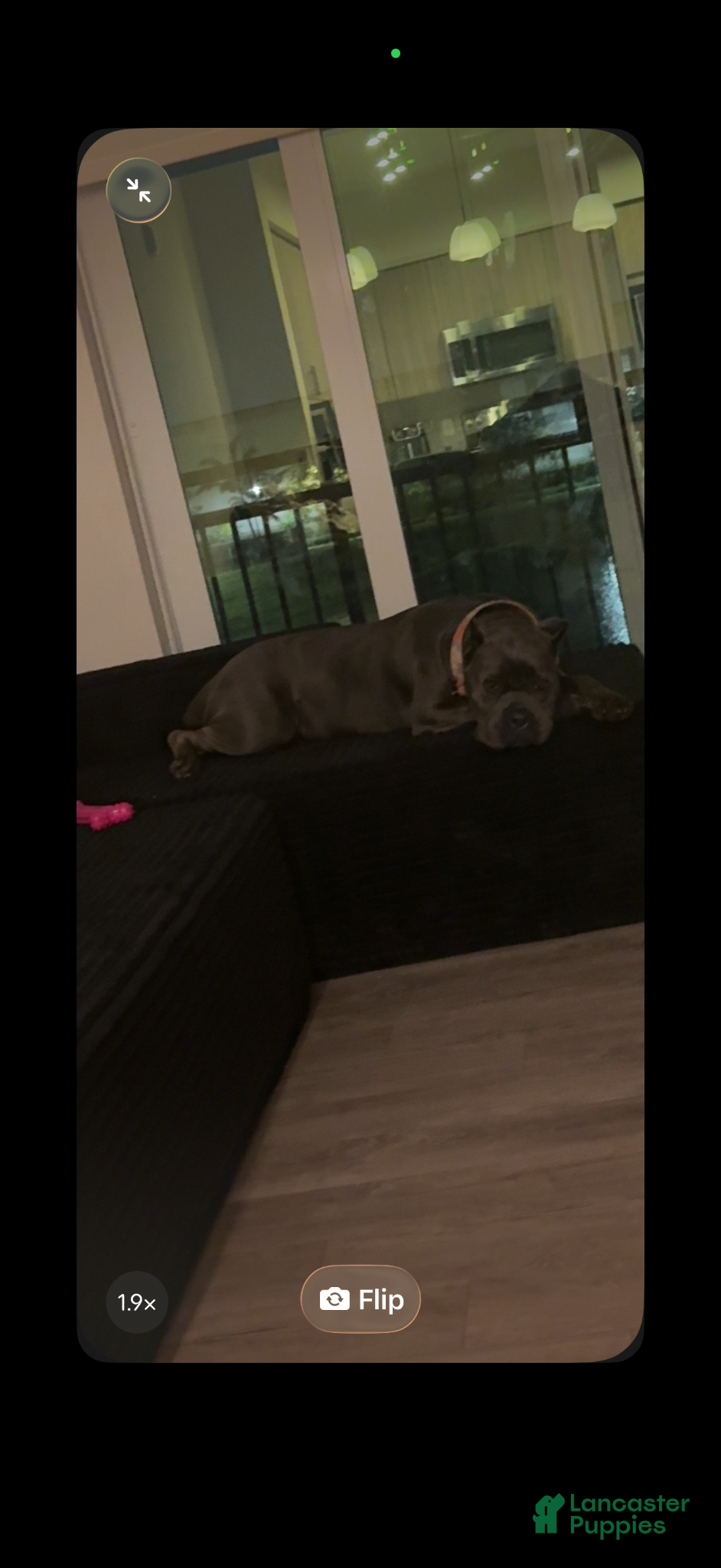 Cane Corso dogs for sale: Cane Corso Puppy 1 - Ad 1
