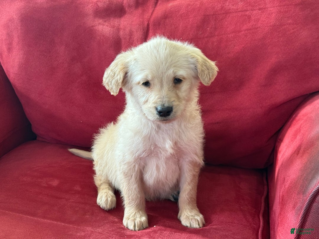 Mini Goldendoodle dogs for sale: Pete - Ad 2