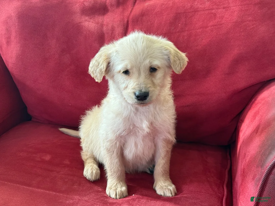 Mini Goldendoodle dogs for sale: Pete - Ad 2