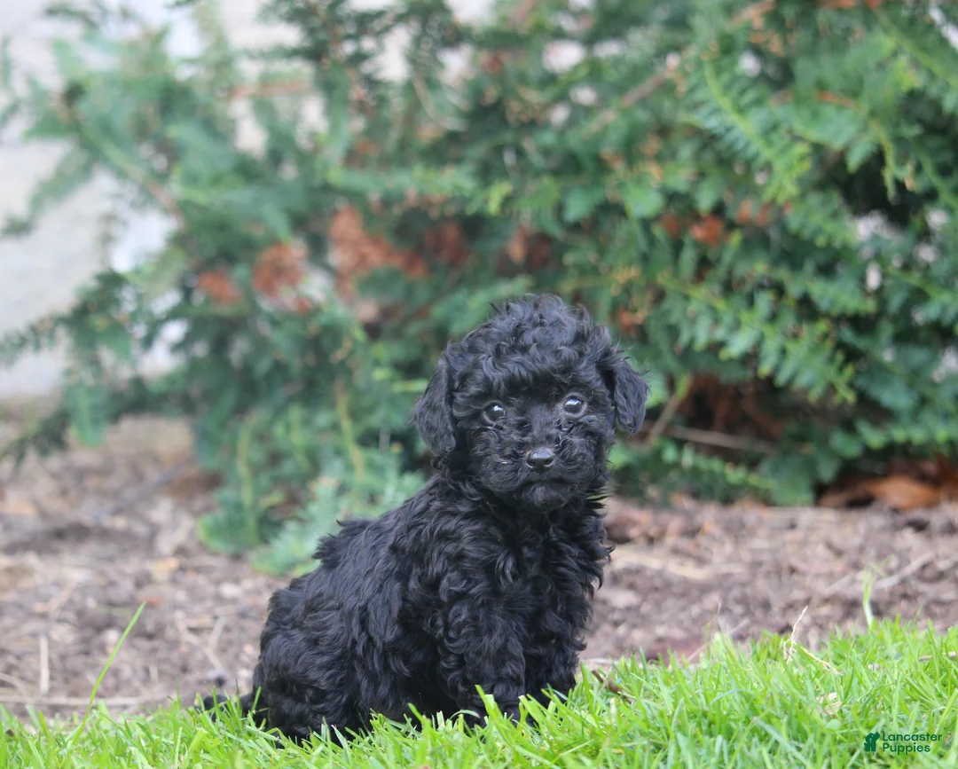 Bernedoodle dogs for sale: Betty - Ad 2