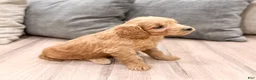 Mini Goldendoodle dogs for sale: Phoebe - Ad 4