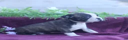 Boston Terrier dogs for sale: Moxie - Ad 3