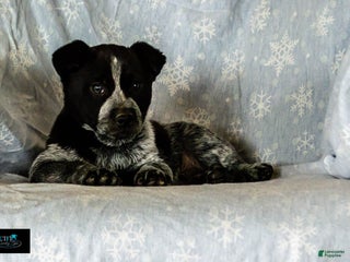 Australian Cattle Dog dogs Carl - Ad 39