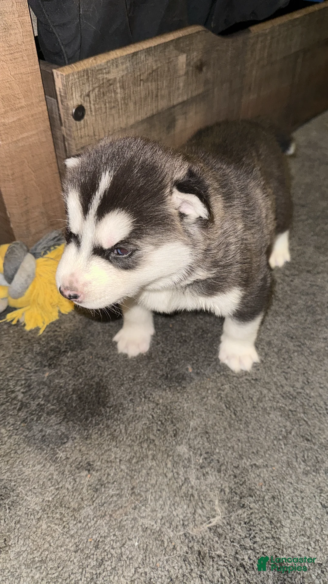 Siberian Husky dogs for sale: Theo - Ad 2