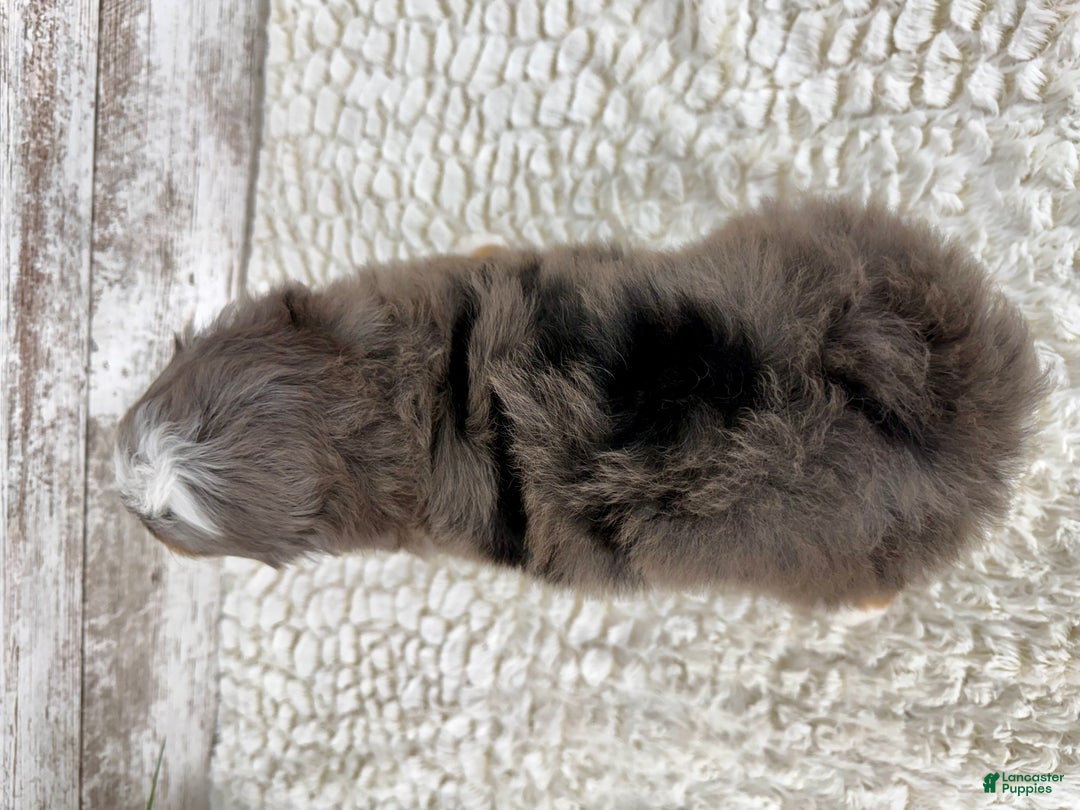 Mini Bernedoodle dogs for sale: Sophia - Ad 6