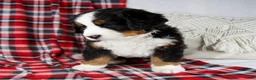 Bernese Mountain Dog dogs for sale: Jesse *Genetic Clear - Ad 6