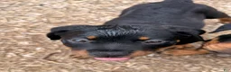 Rottweiler dogs for sale: Ruby - Ad 5