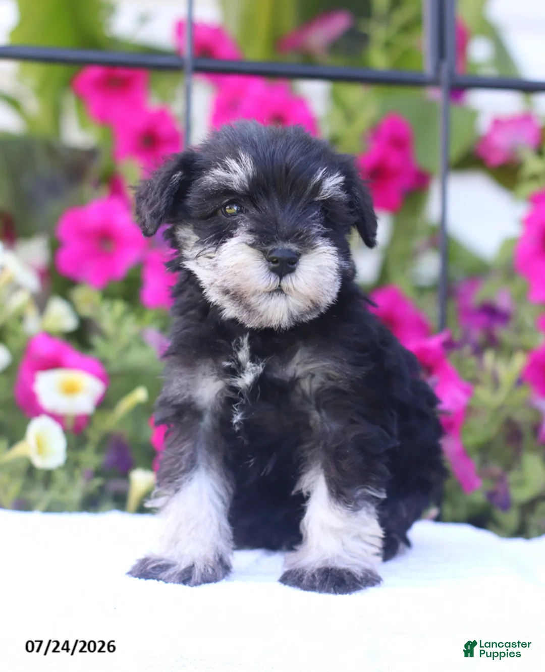 Miniature Schnauzer dogs for sale: Cliffton - Ad 2