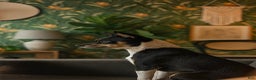 Rat Terrier dogs for sale: Buddy - Ad 3