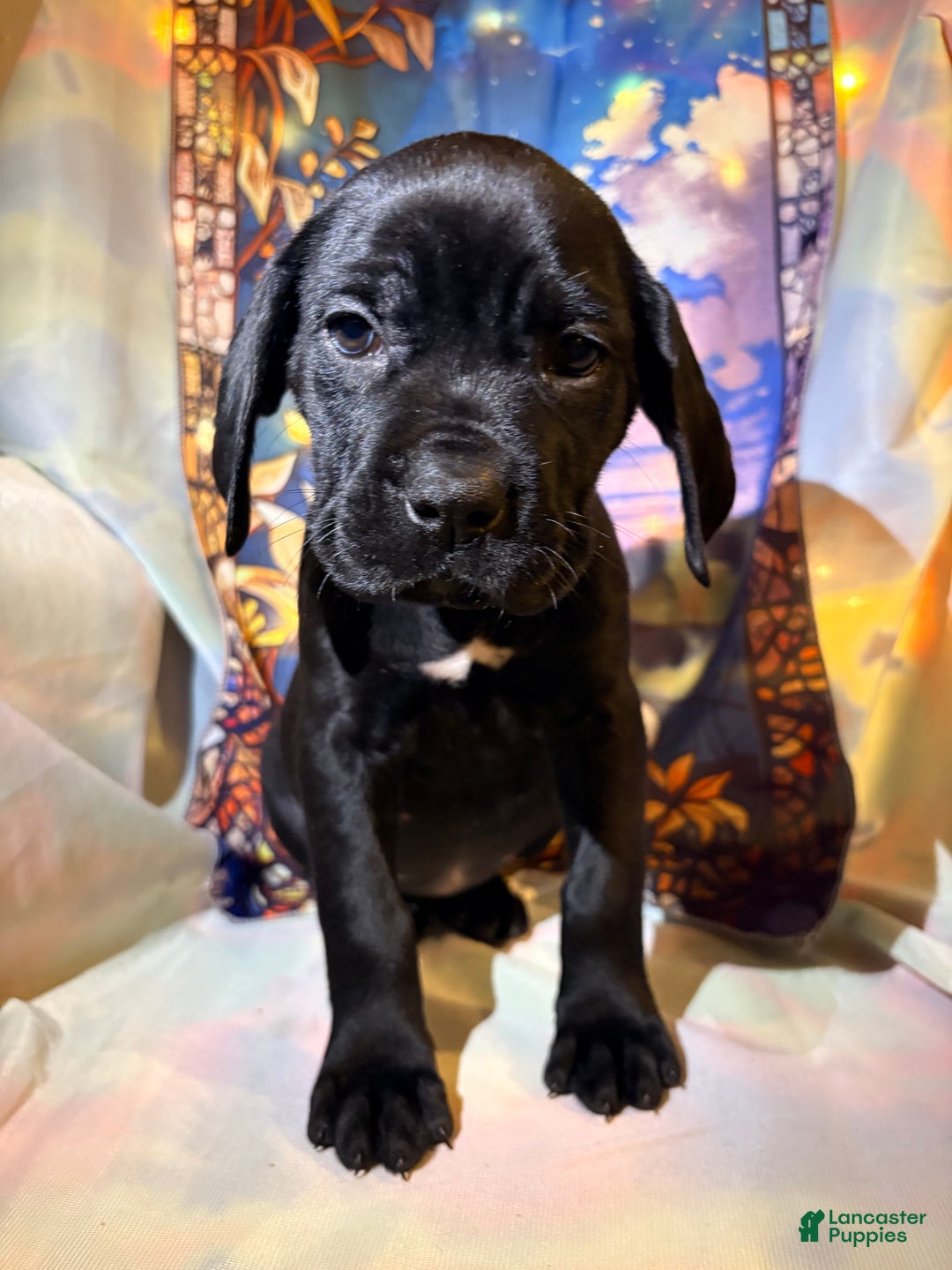 Mixed Breed dogs for sale: Teal - Ad 1