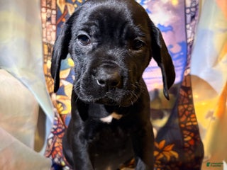 Mixed Breed dogs Teal - Ad 12