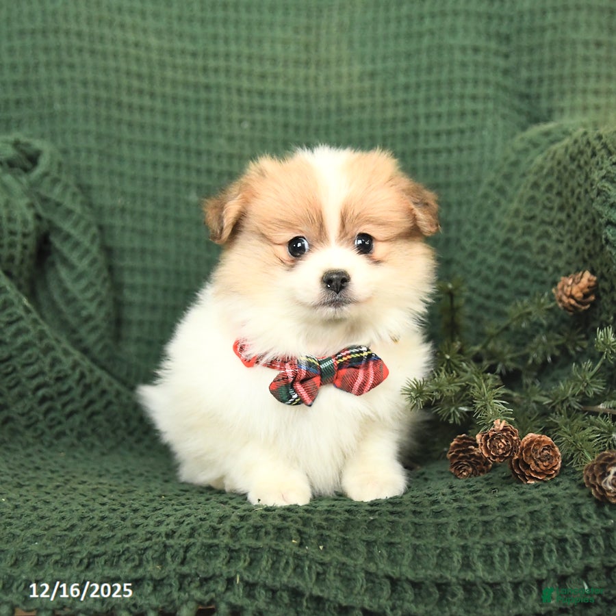 Pomeranian dogs Balto - Ad 2