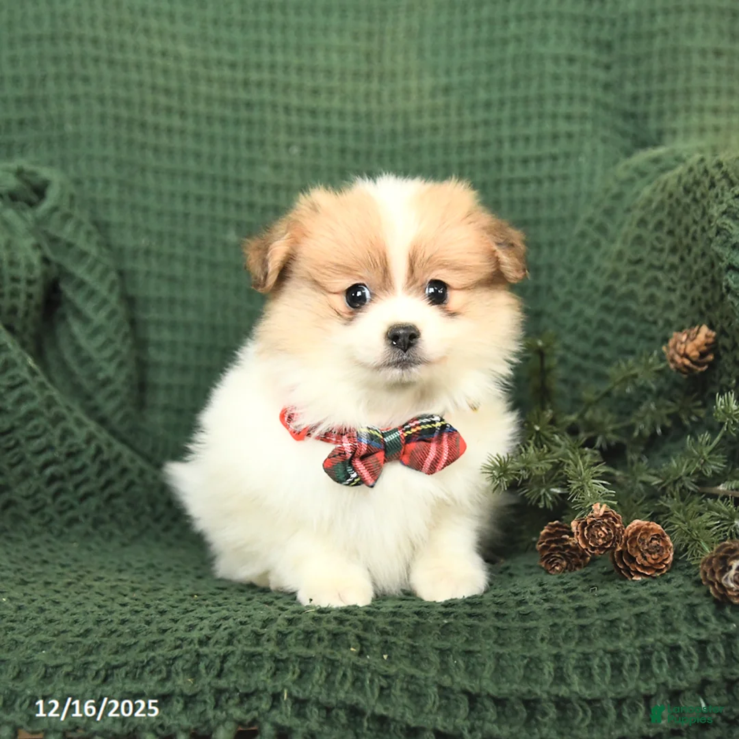 Pomeranian dogs for sale: Balto - Ad 2