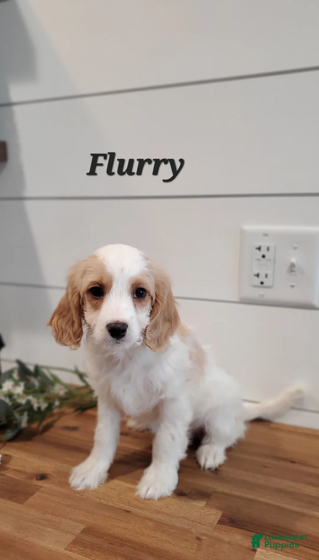 Cavapoo dogs for sale: Flurry  - Ad 2