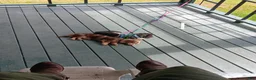 Miniature Dachshund dogs for sale: Poppyseed  - Ad 6