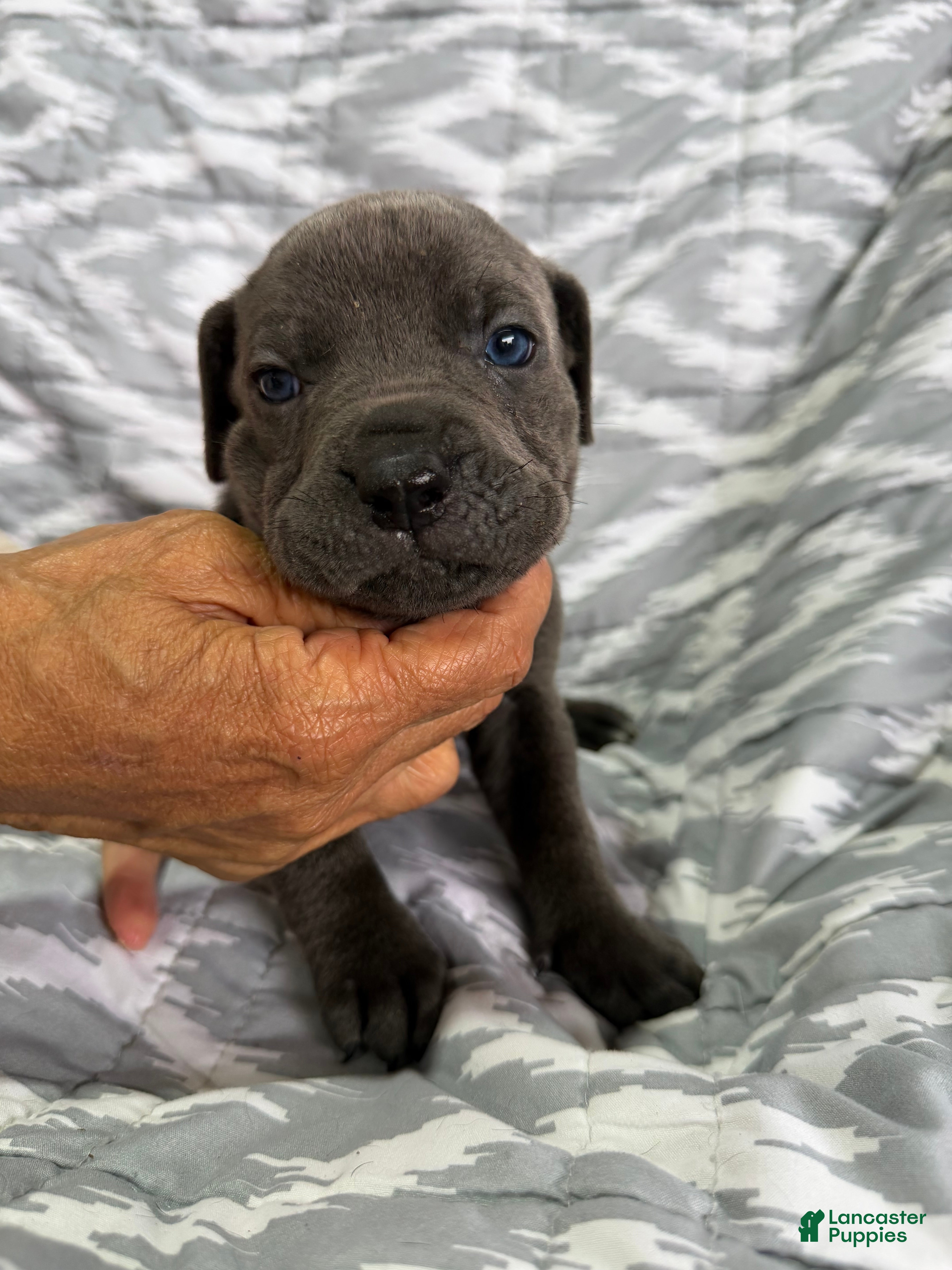 Cane Corso dogs Bear - Ad 1