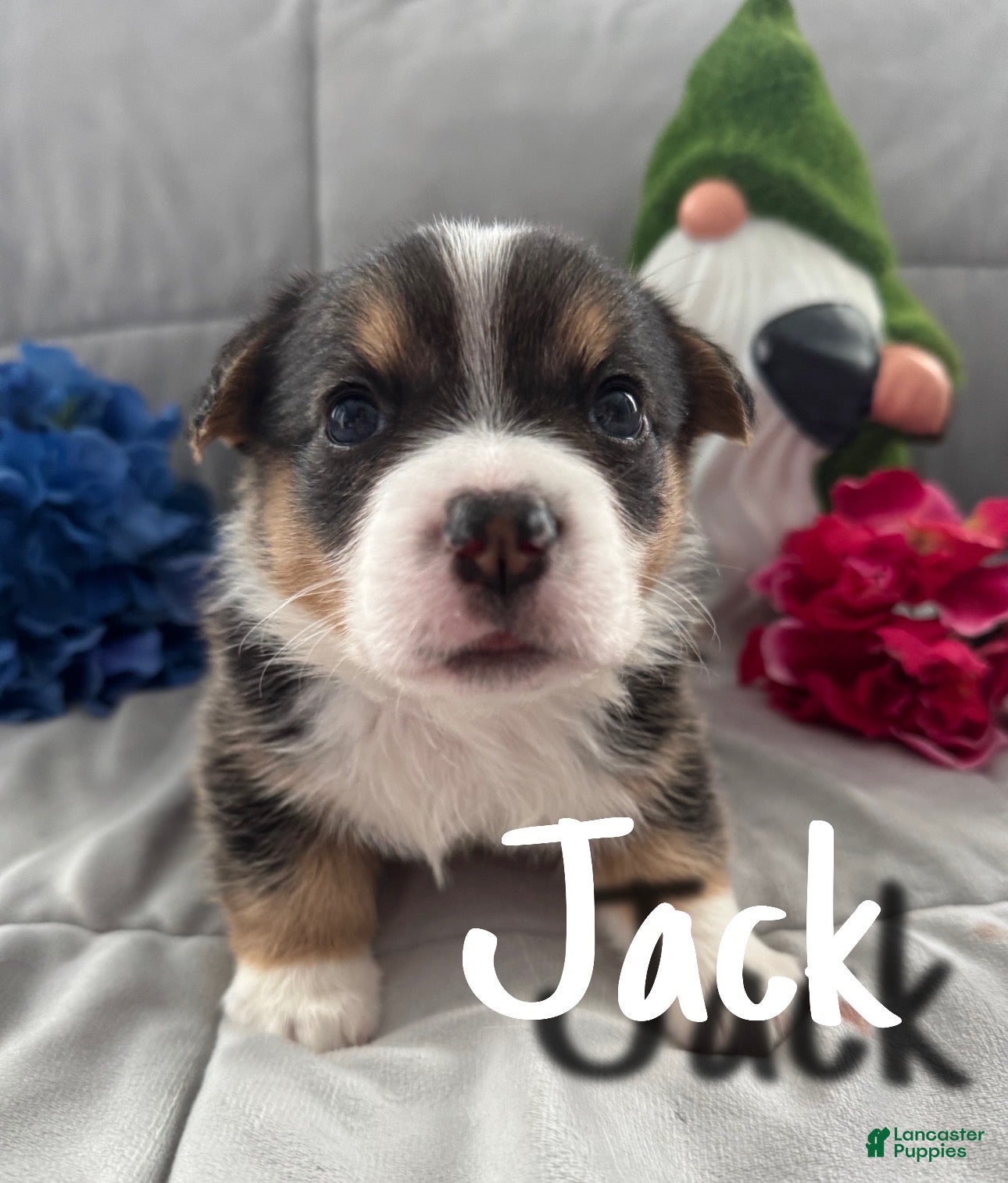 Welsh Corgi Pembroke dogs Jack - Ad 32