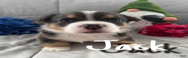 Jack