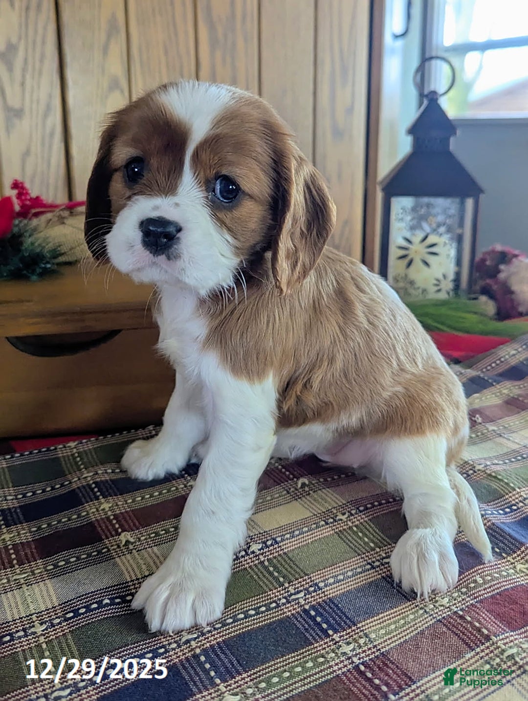 Cavalier King Charles Spaniel dogs for sale: Lisa - Ad 1