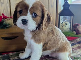 Cavalier King Charles Spaniel dogs Lisa - Ad 32