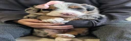Mini Bernedoodle dogs for sale: Mini Indy  - Ad 12