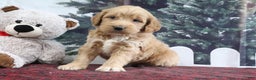 Mini Goldendoodle dogs for sale: Lyndon - Ad 4