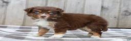 Australian Shepherd dogs for sale: Rosa - Ad 7