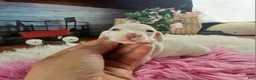 Dachshund dogs for sale: Nationwide delivery. Sugar pies white girl with blue eyes - Ad 7