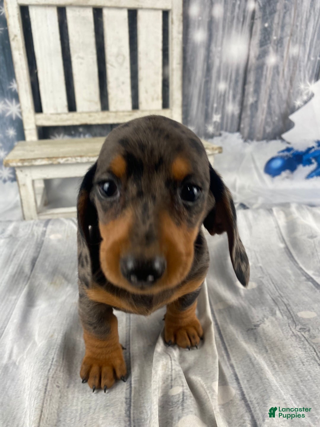 Miniature Dachshund dogs for sale: Julie - Ad 6