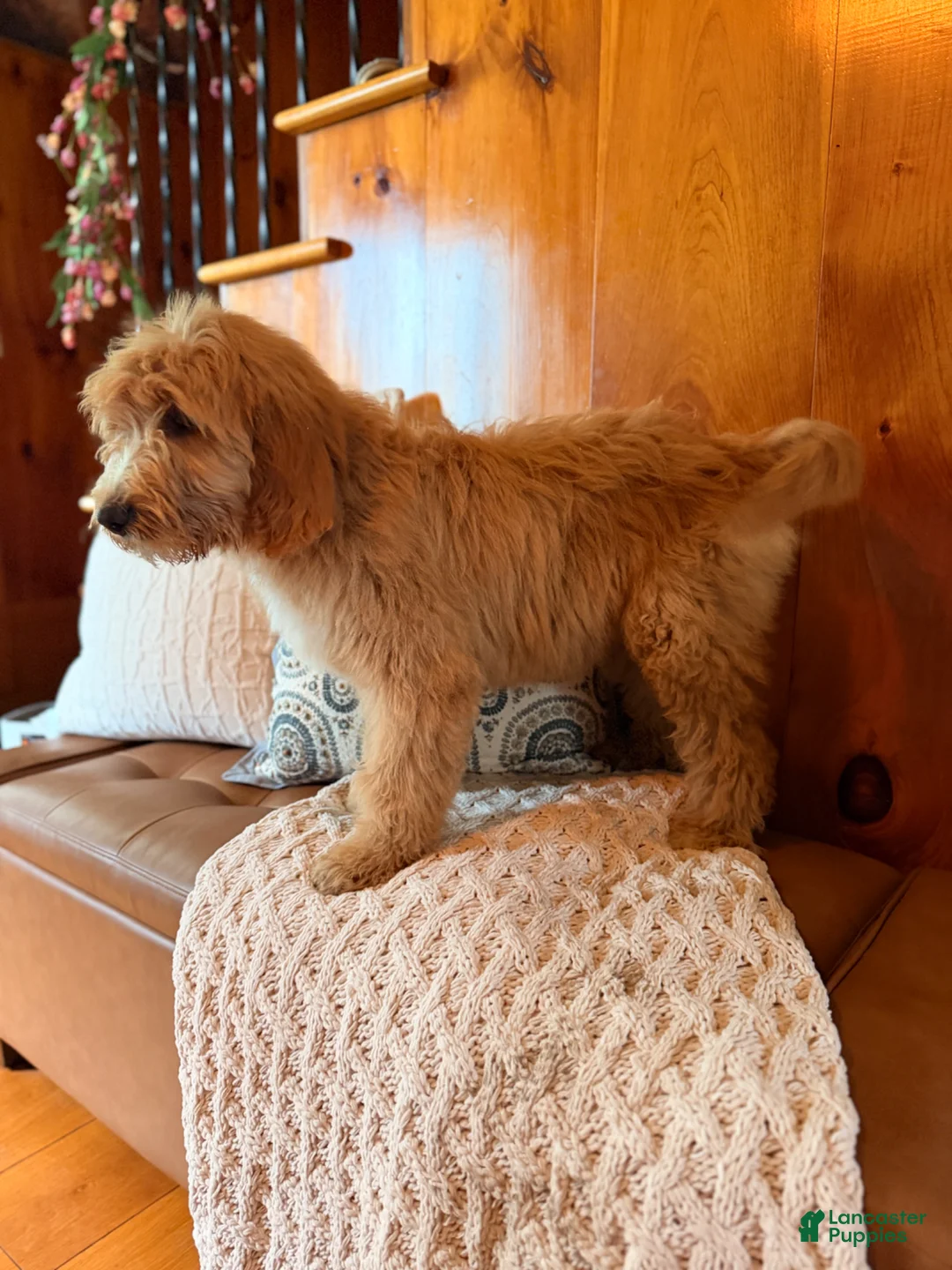 Goldendoodle dogs for sale: Graham - Ad 4