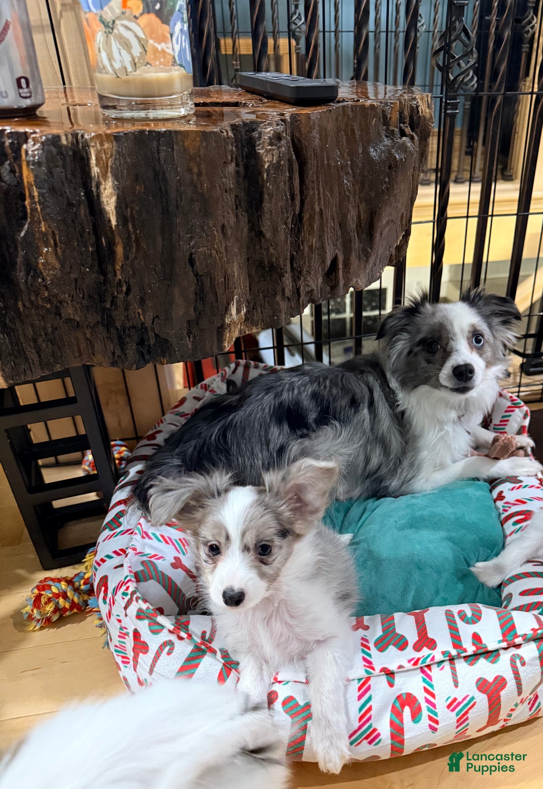 Mixed Breed dogs for sale: Slate - Ad 6